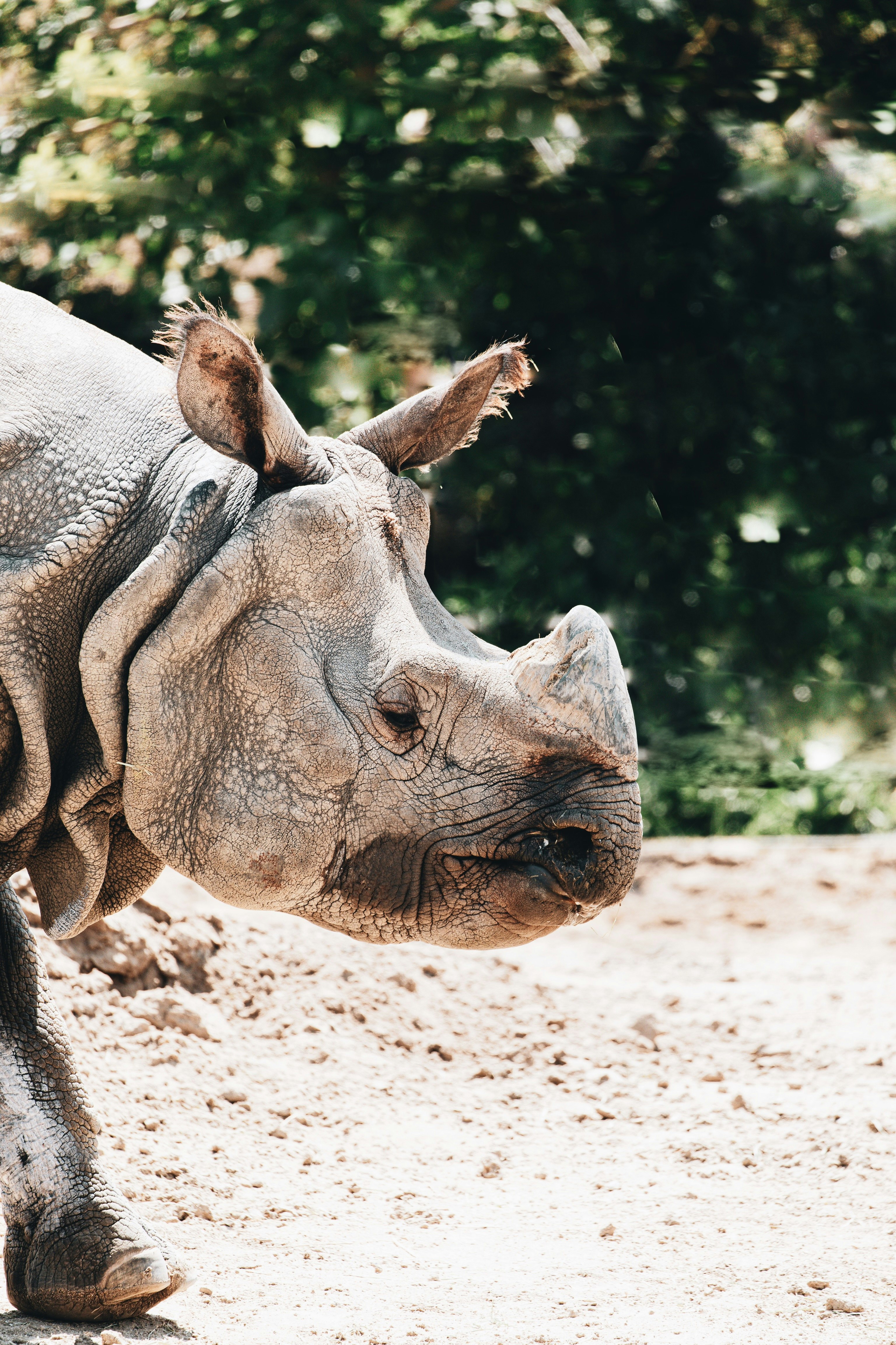 brown rhinoceros on brown soil during daytime